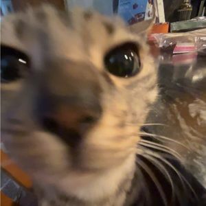 Meet your Posher, Eve